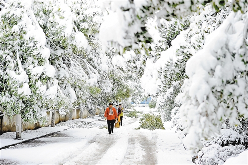 美丽的雪天