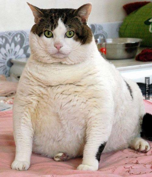 我的“大肥猫”