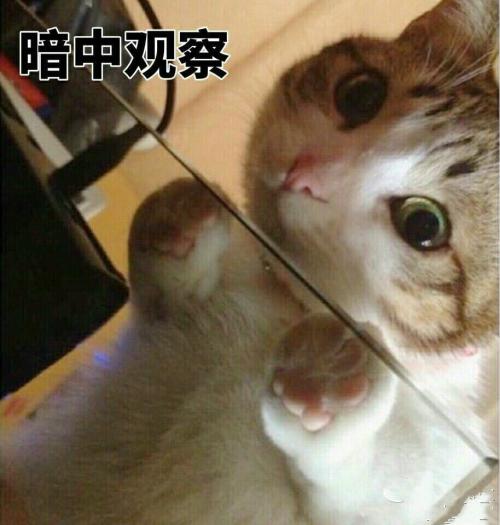 观察猫