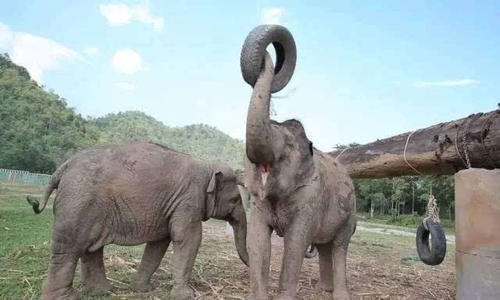 我在泰国骑大象