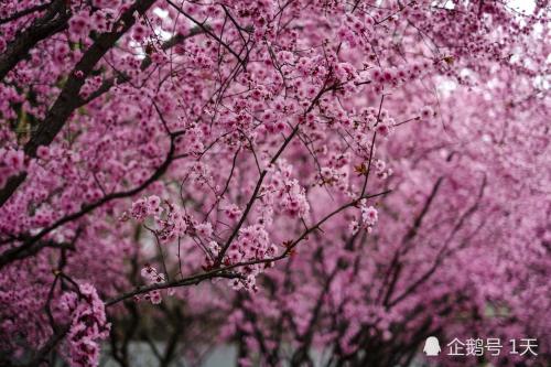 最喜欢的梅花森林