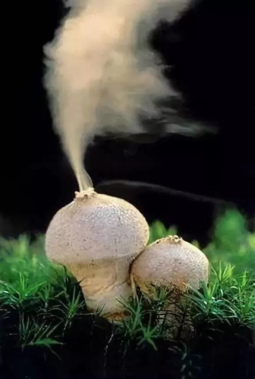 奇妙的蘑菇