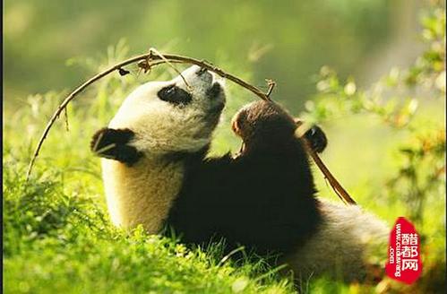 游览熊猫繁育基地