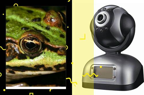 青蛙之眼的启示