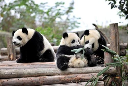 三年级组成国宝大熊猫350字