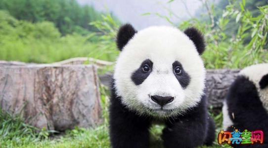 国宝大熊猫作文三年级300字