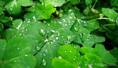 急雨