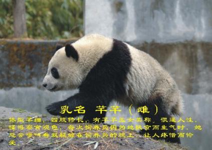 北京巡回赛 - 郭某熊猫
