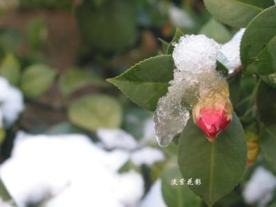 母亲爱是一个温暖的雪