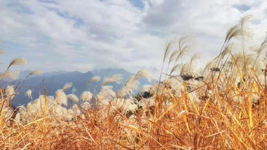 落下阳光芦苇