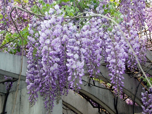 紫藤花在校园里
