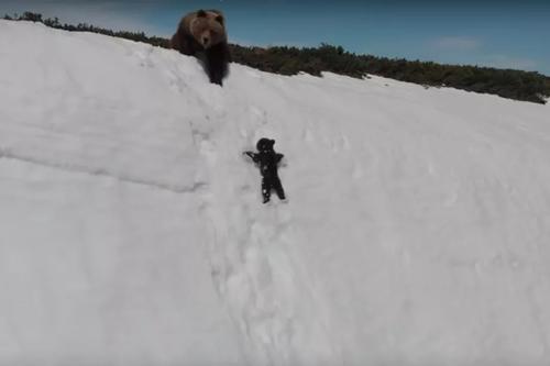 熊爬上雪