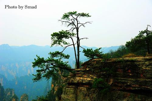 每棵树都是最美丽的风景