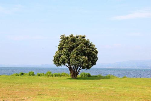 想念一棵树