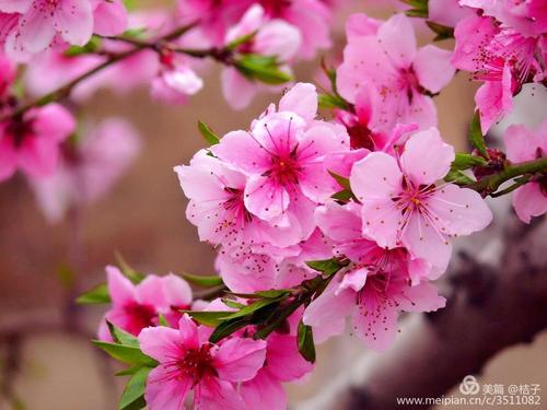 在春风中打开感激的花朵