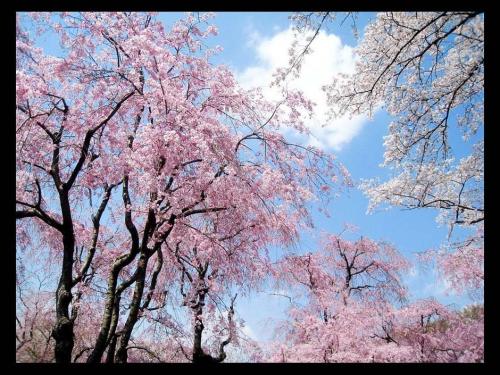 樱花在春天很漂亮