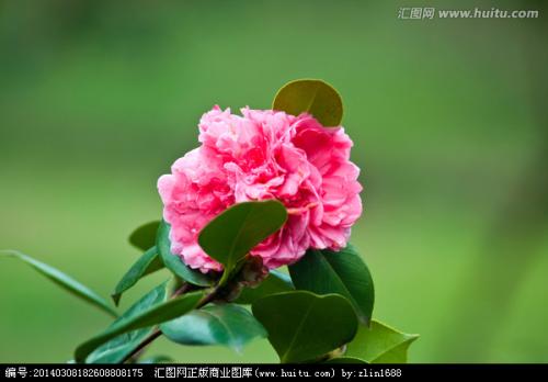 美丽，迷人的山茶花花