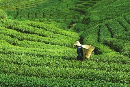 茶园香水之家