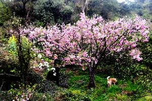 桃树春天
