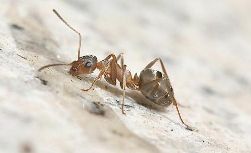 我钦佩我的蚂蚁。