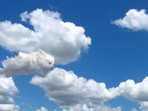 我真的很想成为一片云。