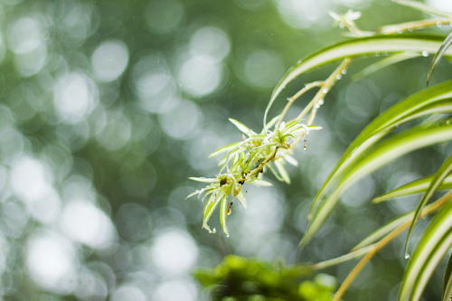 倾听雨的感觉