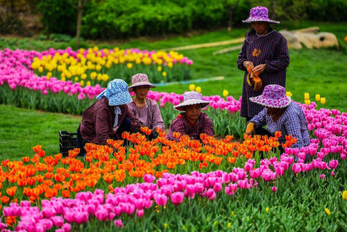 鲜花将哭