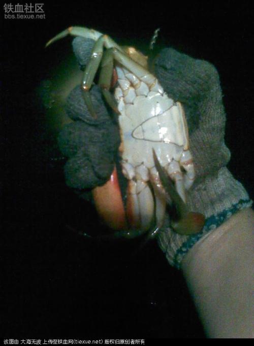 我学会了抓螃蟹。