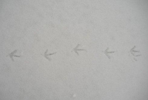 脚印在雪中