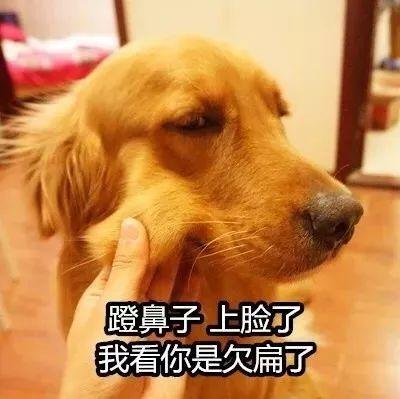 我不怕狗。