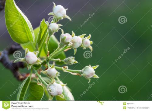 冬季花蕾