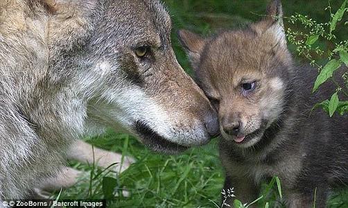 狼妈妈和狼