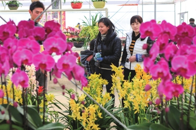 参观“新年花卉市场”，感受春天的活力