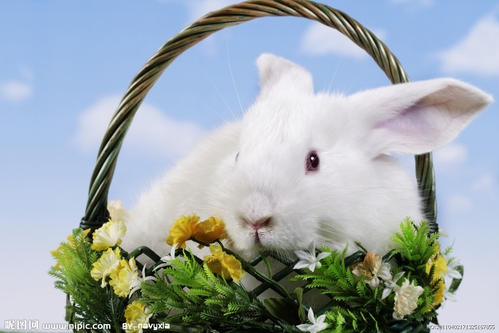 我喜欢动物白兔