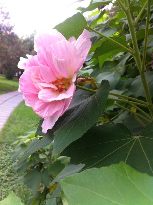 生活就像一朵花