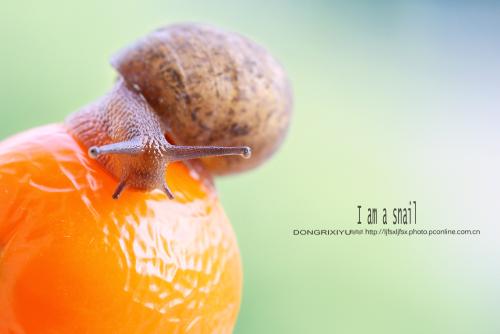 我是一个想要飞行的蜗牛。