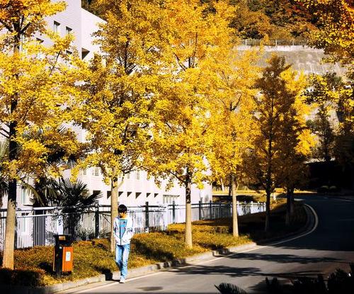 校园秋天的风景
