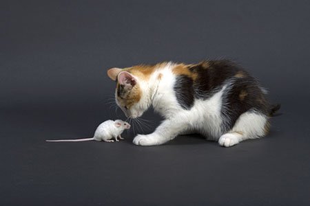 猫没有捕捉鼠标