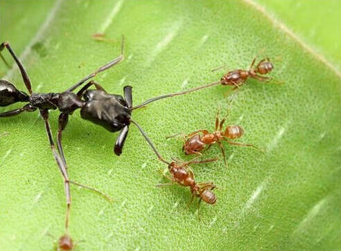 越来越大的蚂蚁