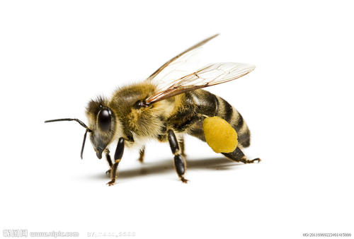 拜托蜜蜂