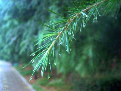 春雨触动了我的心