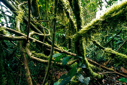 亚马逊热带雨林冒险