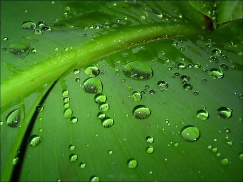 雨，香蕉