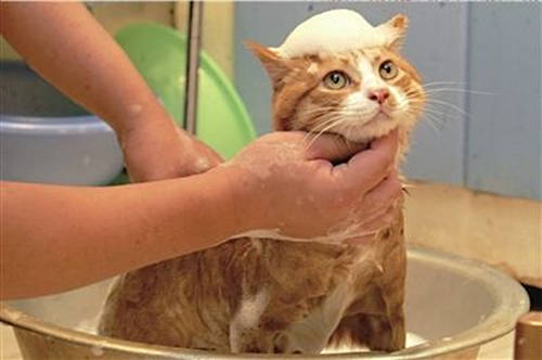 首先要为小猫淋浴
