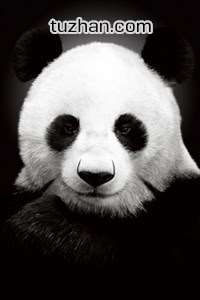 珍惜大熊猫