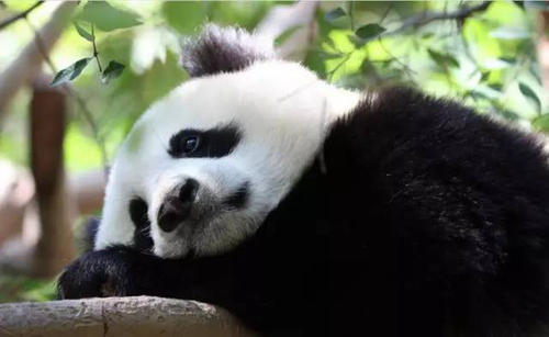 国宝大熊猫组成350字三年级书