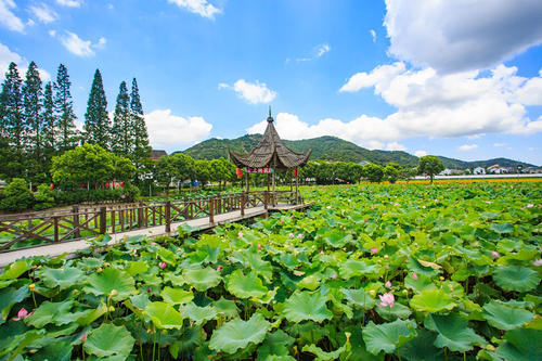 夏天莲花池