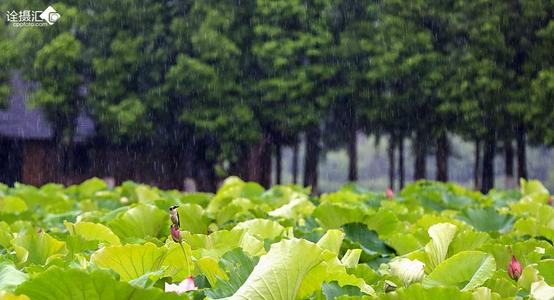 在雨中洗礼