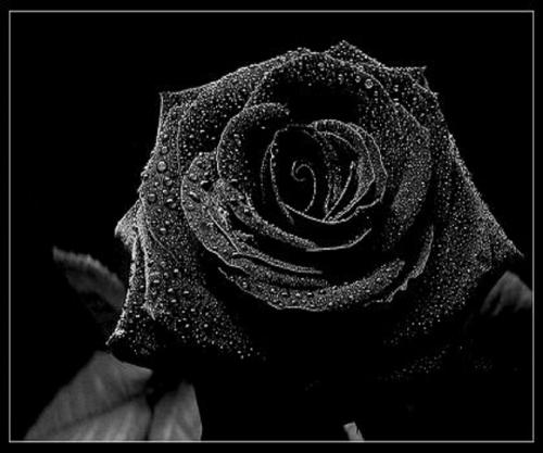 我最喜欢的动物黑玫瑰