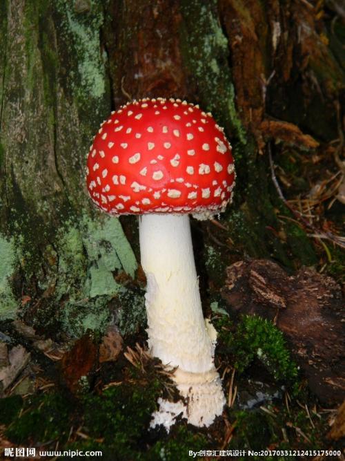 神奇的蘑菇伞
